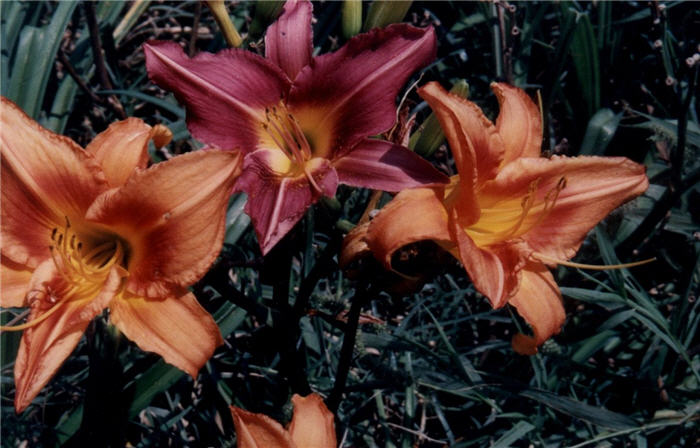 Plant photo of: Hemerocallis 'Orange Crush'