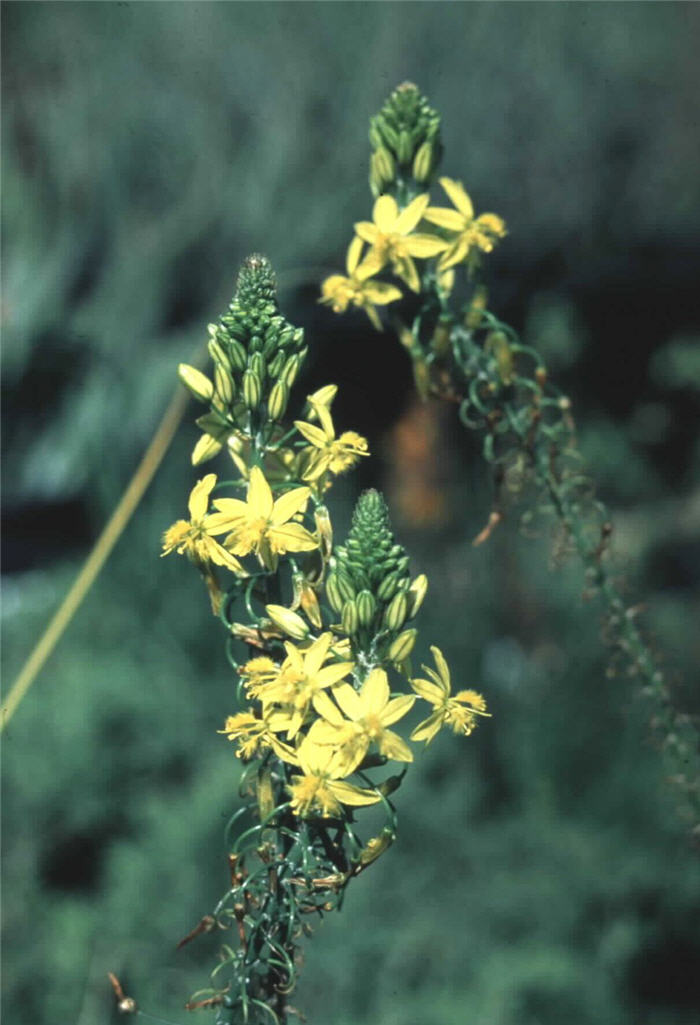 Bulbine latifolia