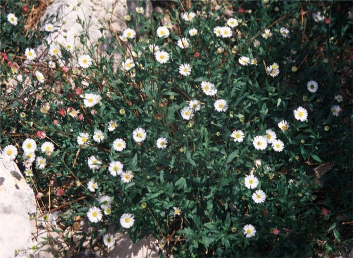 Plant photo of: Erigeron karvinskianus 'Profusion'