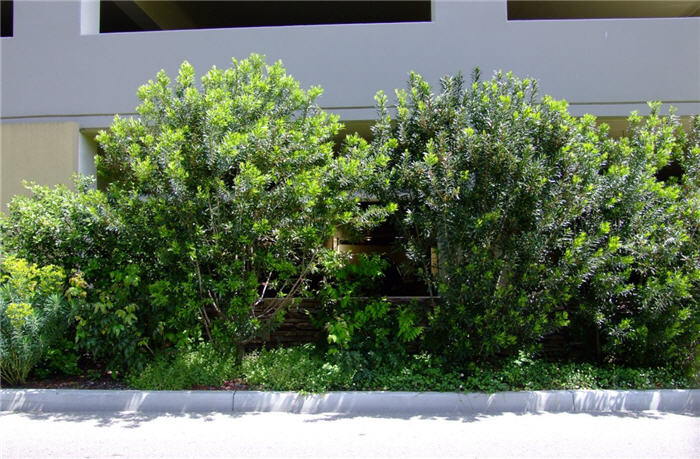 Plant photo of: Myrica californica