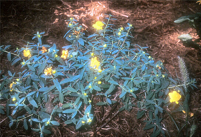 Hypericum frondosum 'Sunburst'