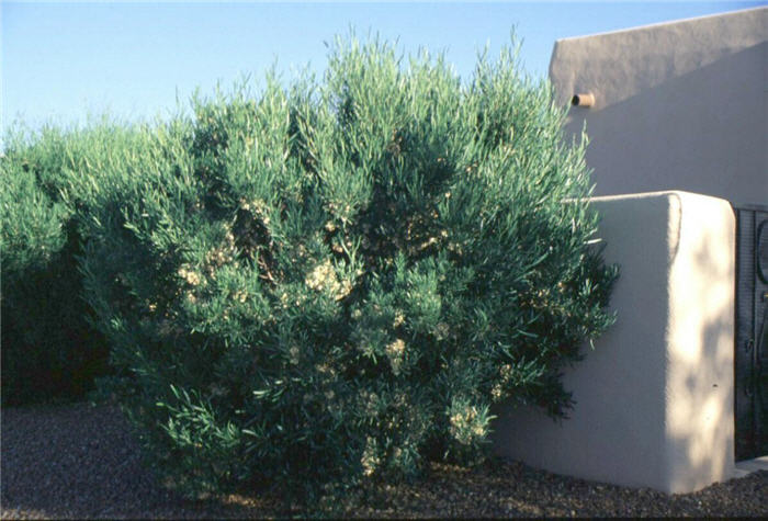 Hopseed Bush