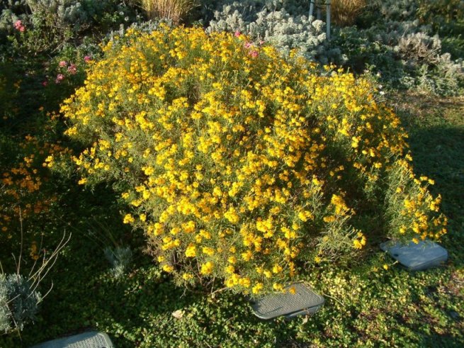 Plant photo of: Tagetes lemmonii
