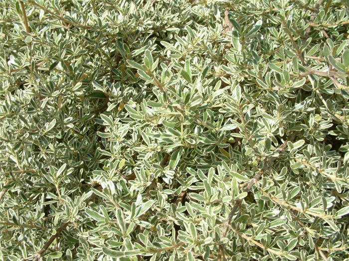 Plant photo of: Coprosma X  kirkii