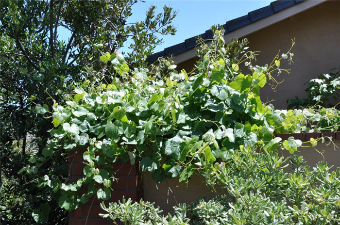 Plant photo of: Vitis californica
