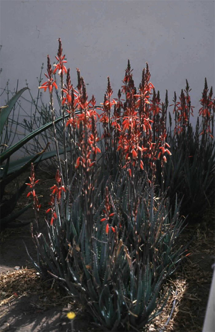 Plant photo of: Aloe 'Blue Elf'
