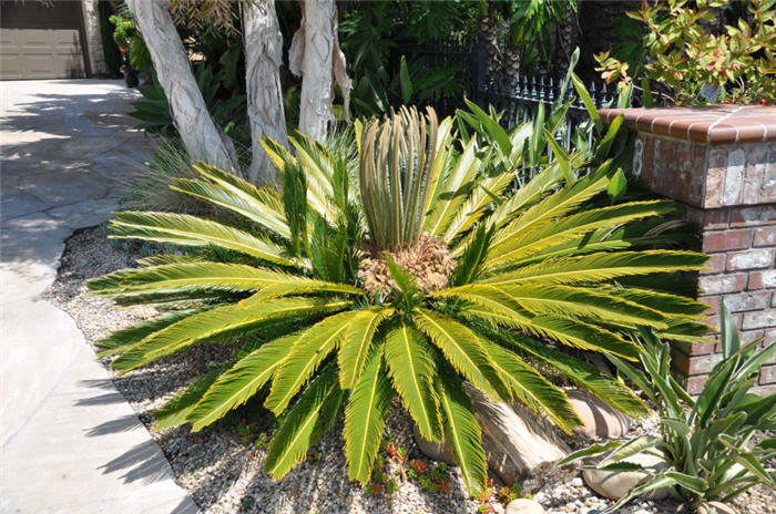 Plant photo of: Cycas revoluta