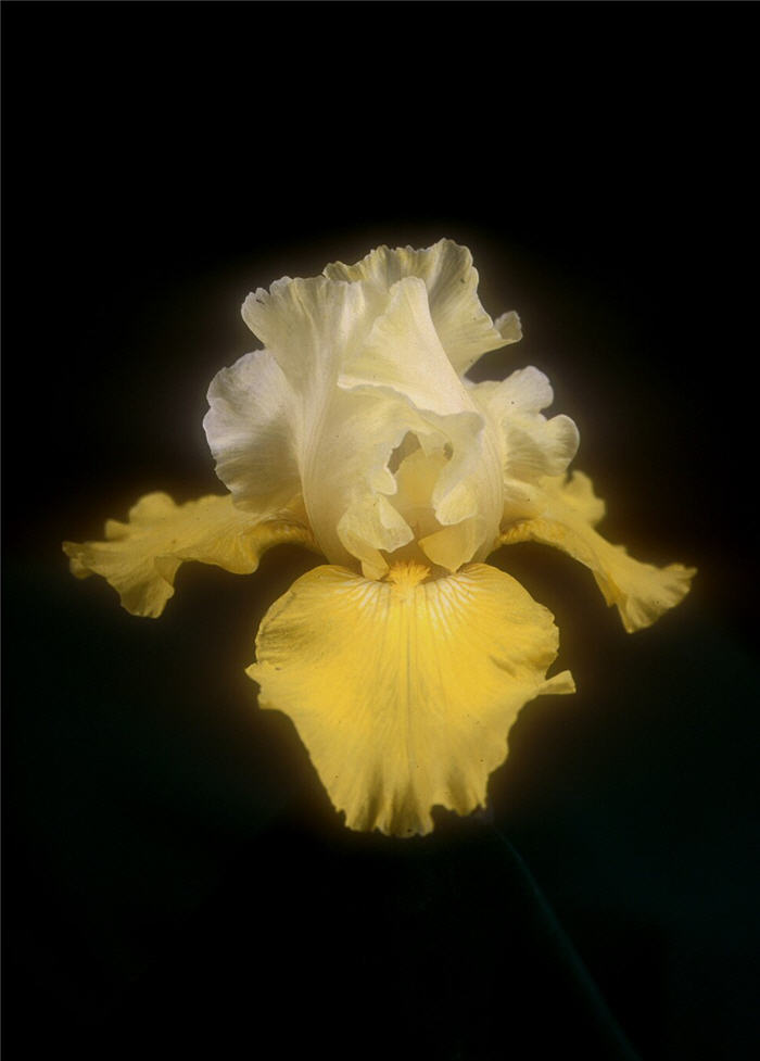 Plant photo of: Iris bearded 'Echo De France'