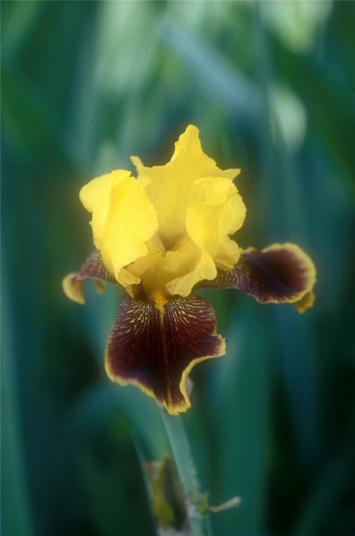 Plant photo of: Iris bearded 'Whoop Em Up'