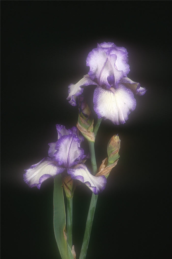 Hemstiched Bearded Iris