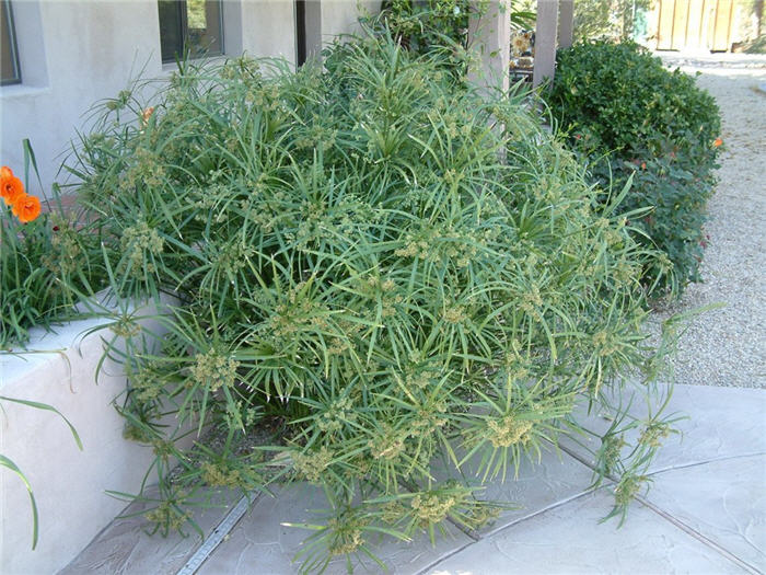 Plant photo of: Cyperus alternifolius