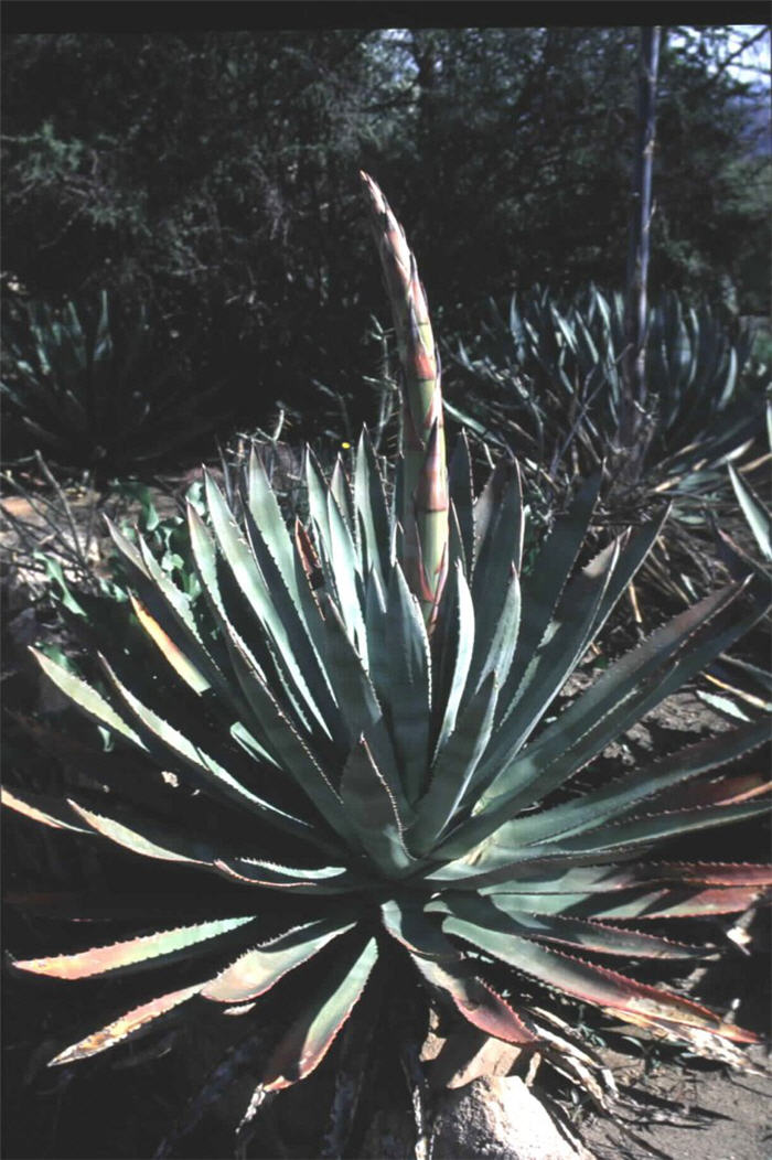 Plant photo of: Agave murpheyi