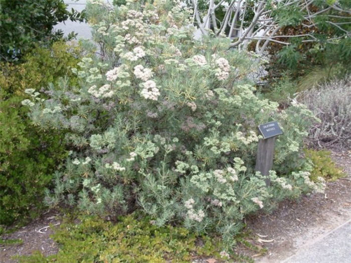 Plant photo of: Eriogonum arborescens
