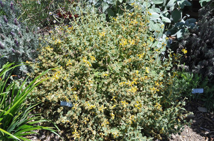 Plant photo of: Phlomis lanata
