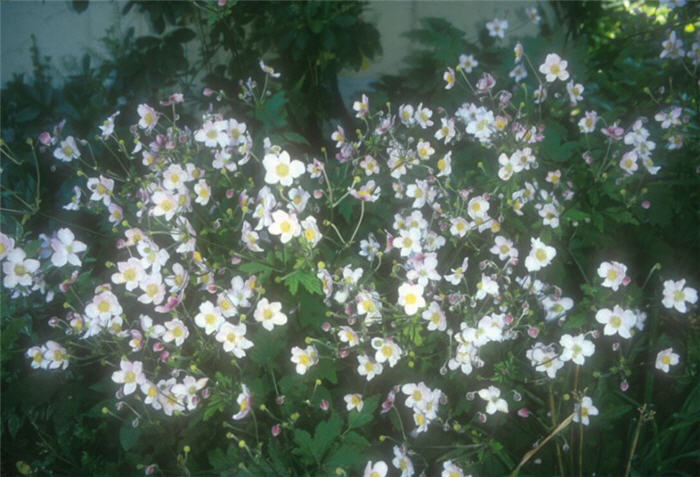 Plant photo of: Anemone 'September Charm'