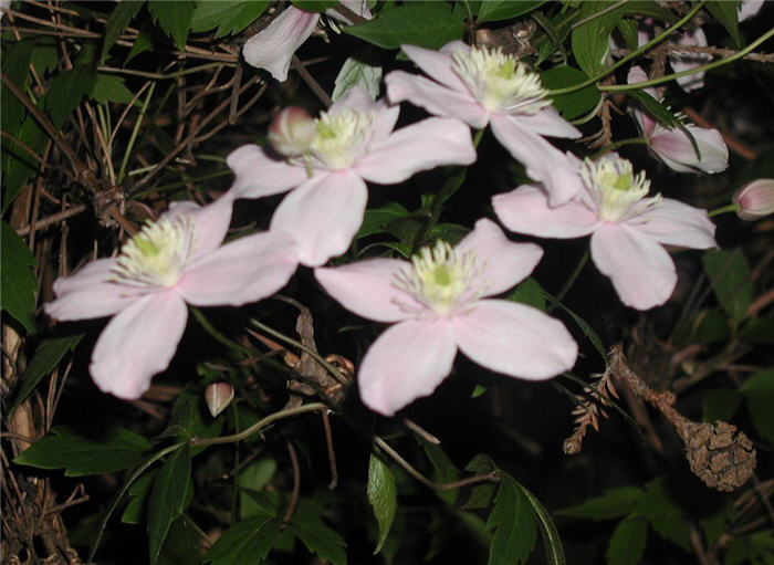 Plant photo of: Clematis montana 'Rubens'