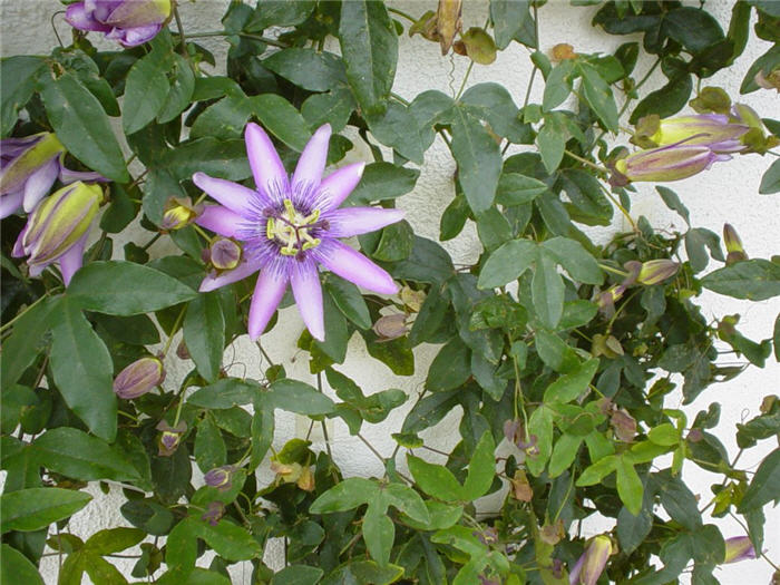 Plant photo of: Passiflora edulis