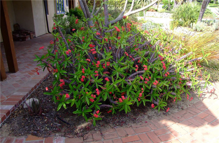 Plant photo of: Euphorbia milii