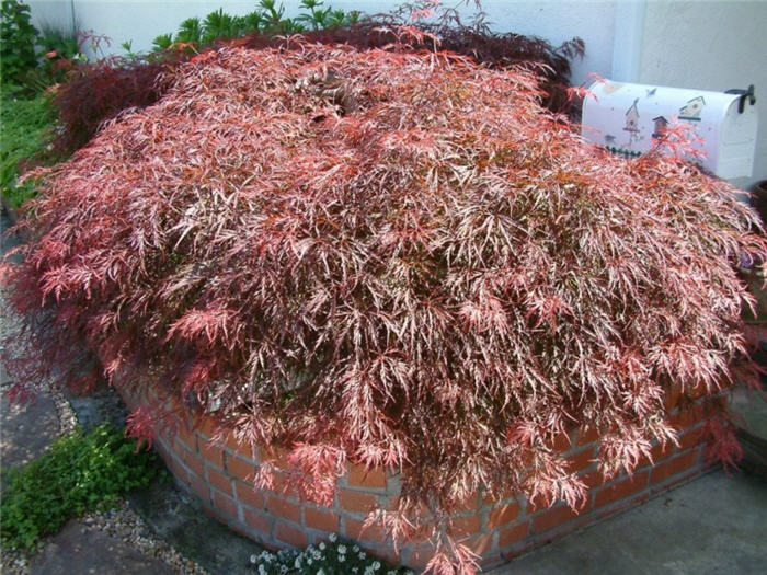 Plant photo of: Acer palmatum 'Dissectum Atropurpureum'