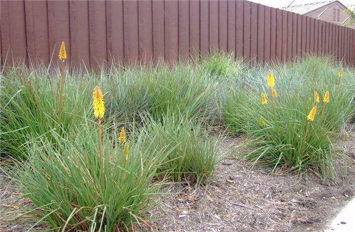 Plant photo of: Kniphofia uvaria 'Malibu Yellow'