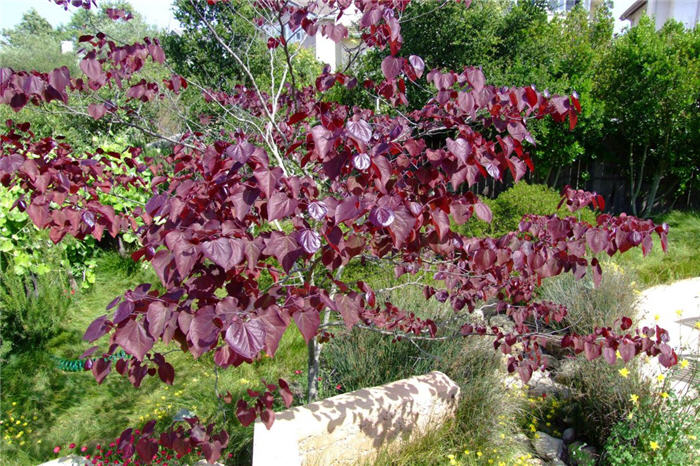 Plant photo of: Cercis canadensis 'Forest Pansy'