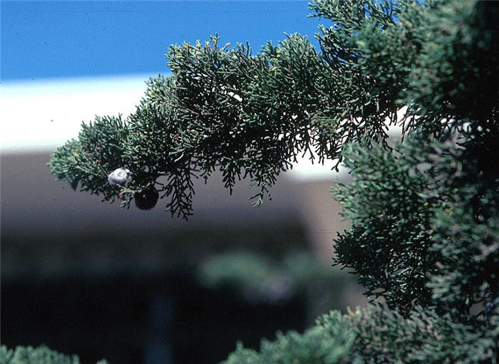 Plant photo of: Cupressus macrocarpa
