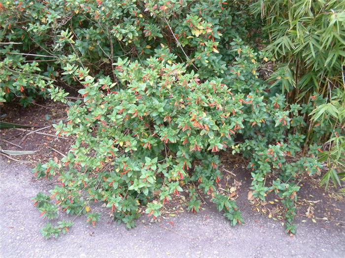 Plant photo of: Cuphea micropetala