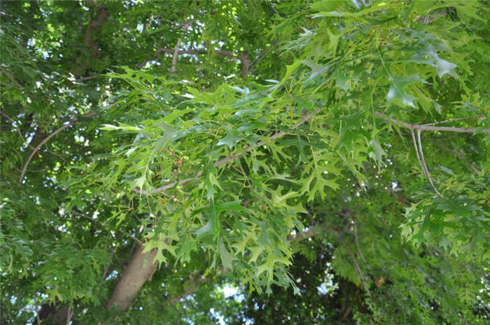 Plant photo of: Quercus palustris