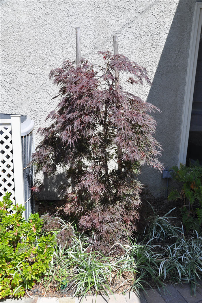 Plant photo of: Acer palmatum ' Inabashidare'