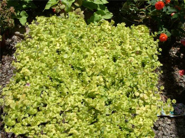 Plant photo of: Lysimachia nummularia 'Aurea'