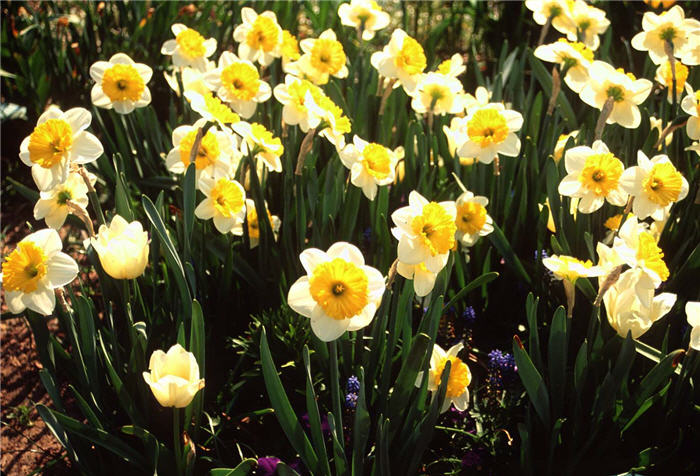 Stratavarus Daffodil