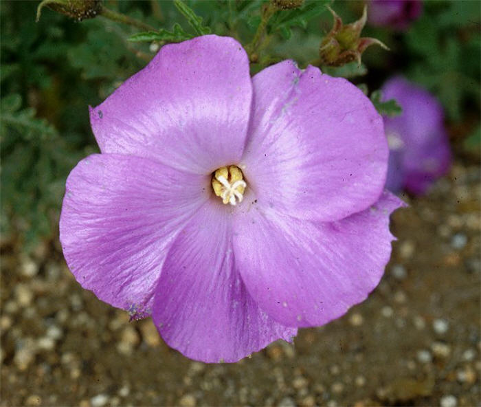 Plant photo of: Alyogyne huegelii 'Purple Haze'