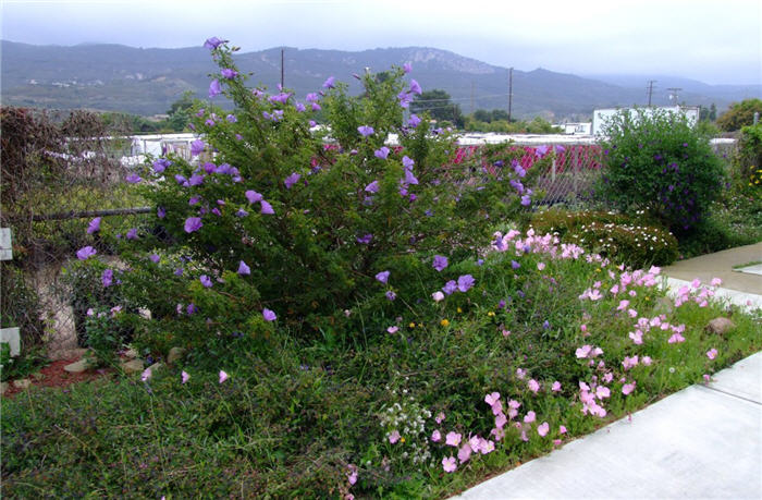 Plant photo of: Alyogyne huegelii 'Purple Haze'