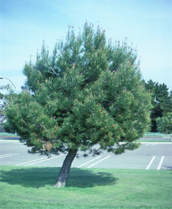 Plant photo of: Pinus pinea