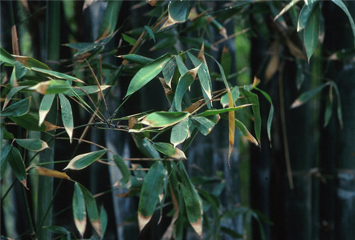 Plant photo of: Phyllostachys bambusoides