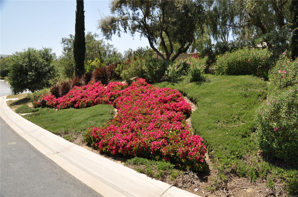 Bouganvillea Curve