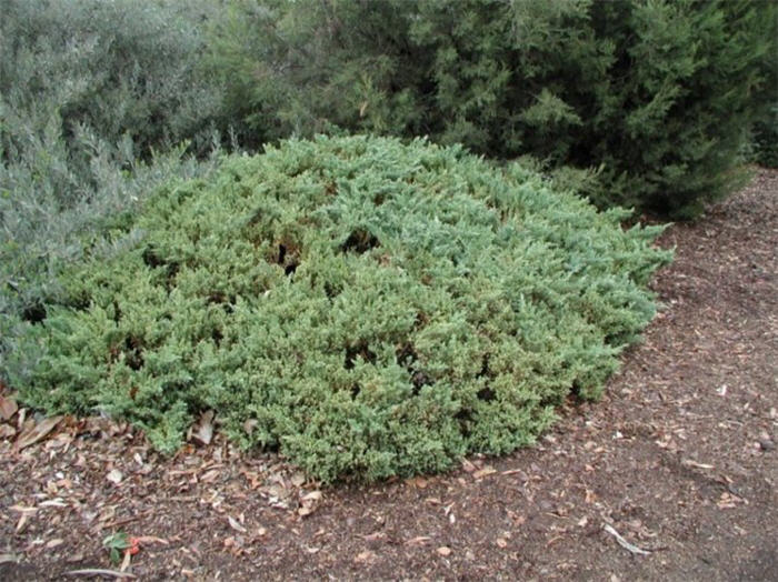 Plant photo of: Juniperus procumbens