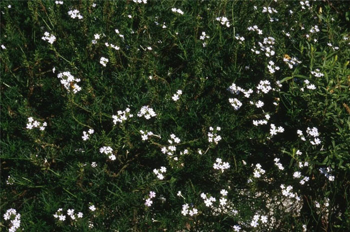 Verbena peruviana 'White'