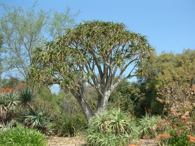 Plant photo of: Aloe barberae