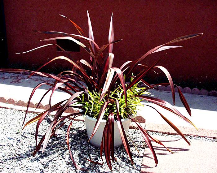 Phormium 'Dazzler'