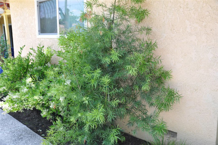 Afrocarpus gracilior