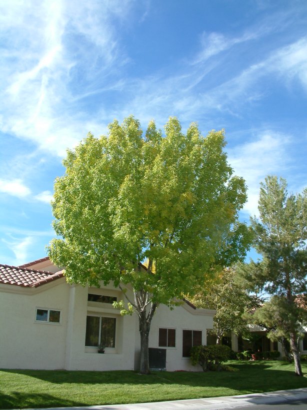 Plant photo of: Fraxinus velutina