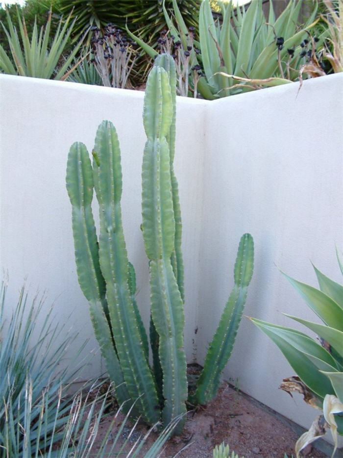 happy painting kaktus Cactus Victory (Original Painting) – Gillie and Marc® main image 1