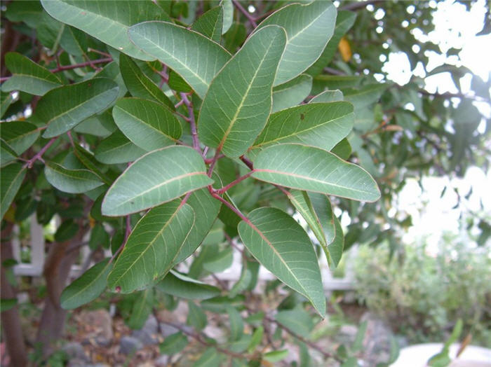 Malosma laurina