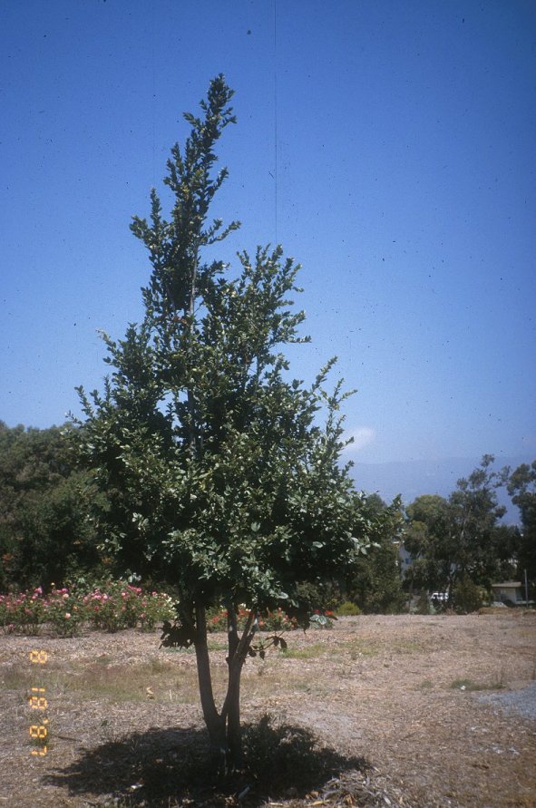 Island Oak, California Island Oak