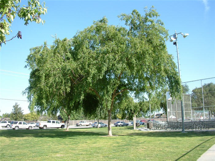 Chinese or Evergreen Elm