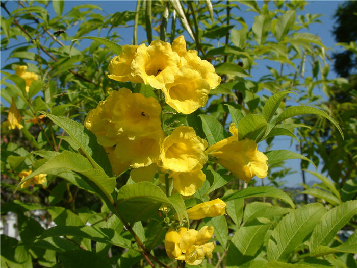 Tecoma stans