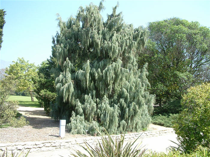 Tolleson's Weeping Juniper