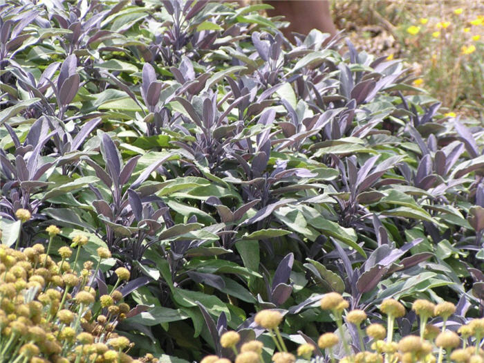 Purple Garden Sage