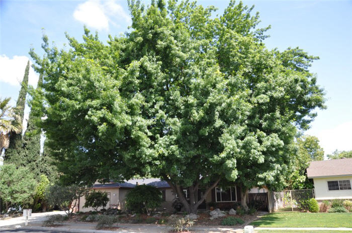 Plant photo of: Quercus palustris